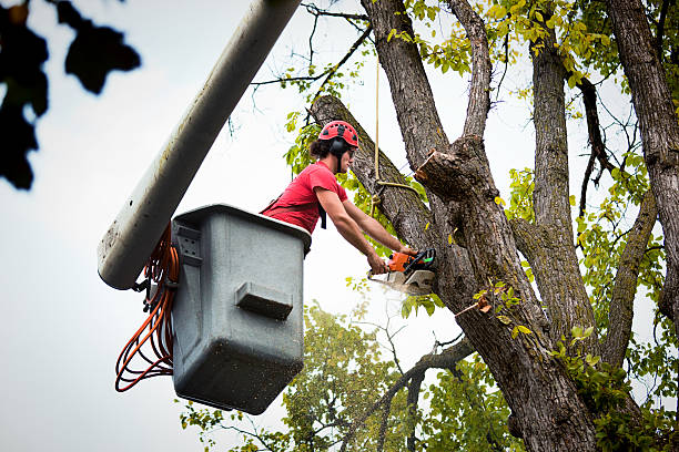 Best Commercial Tree Services  in Laurence Harbor, NJ